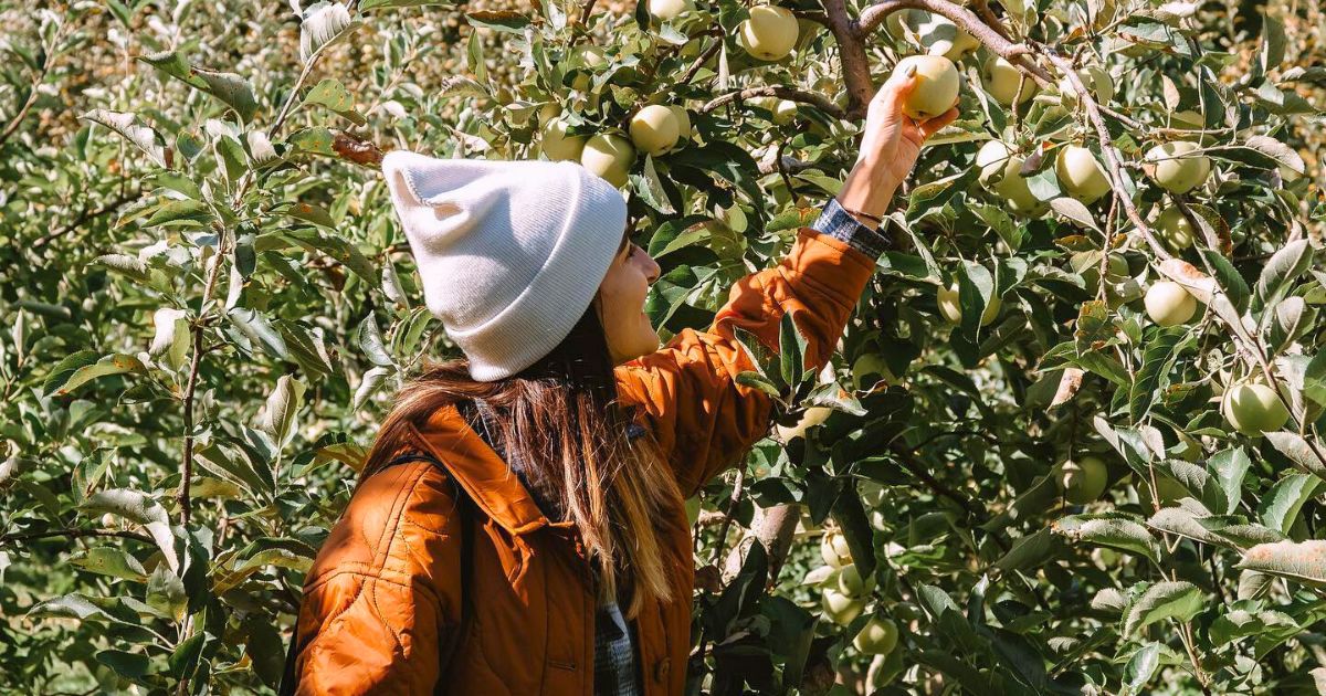 50 Fun Fall Activities, From Apple Picking to Leaf Peeping