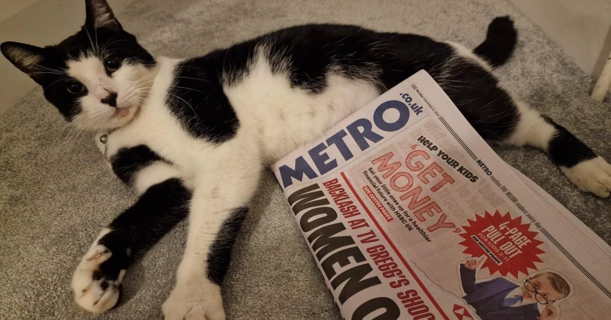 Beloved Metro cat missing after being snatched by woman at train station | News UK
